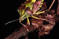 carpocoris pudicus
